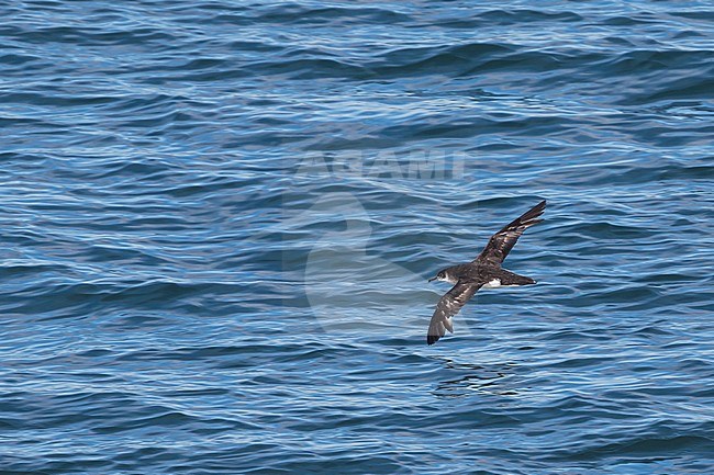 Manx Shearwater - Atlantik-Sturmtaucher - Puffinus puffinus, Ireland, adult stock-image by Agami/Ralph Martin,