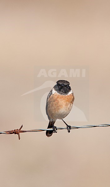 Roodborsttapuit man zittend; European Stonechat male perched stock-image by Agami/Roy de Haas,