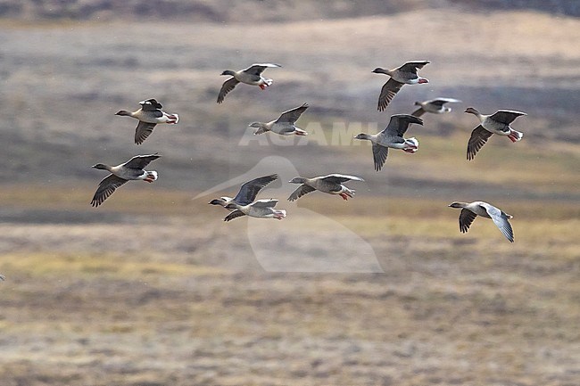 Flock of Pink-footed Geese (Anser brachyrhynchus) during the breeding season flying over the tundra of Iceland. stock-image by Agami/Daniele Occhiato,