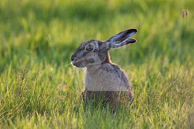 Europese Haas zittend in grasveld; European Hare sitting in grassland stock-image by Agami/Menno van Duijn,