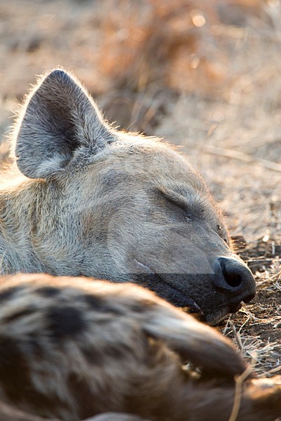 Rustende Gevlekte Hyena\'s; Resting Spotted Hyena\'s stock-image by Agami/Marc Guyt,