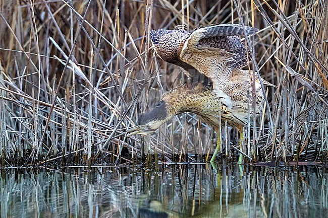 Eurasian Bittern (Botaurus stellaris) hunting from the edge of a reedbeed in Italy. stock-image by Agami/Daniele Occhiato,