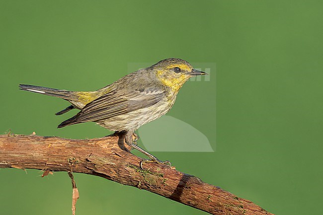 Adult female
Galveston Co., TX
April 2022 stock-image by Agami/Brian E Small,