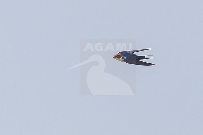 Wire-tailed Swallow (Hirundo smithii) in flight in Tanzania. stock-image by Agami/Dubi Shapiro,