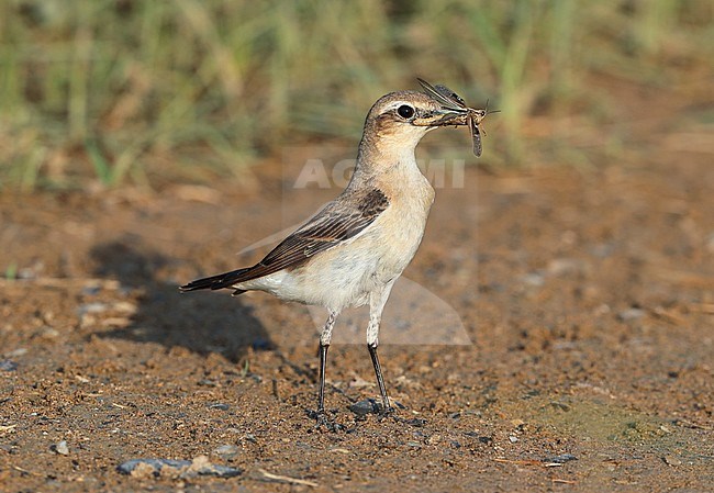 Northern Wheatear (Oenanthe oenanthe) during autumn migration at Barqa in Oman. With caught grasshopper in it’s beak. stock-image by Agami/Aurélien Audevard,