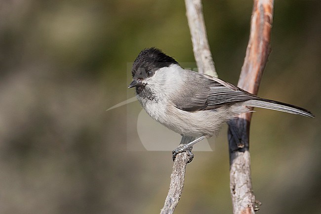 Willow Tit - Weidenmeise - Poecile montanus ssp. uralensis, Russia (Ural) stock-image by Agami/Ralph Martin,