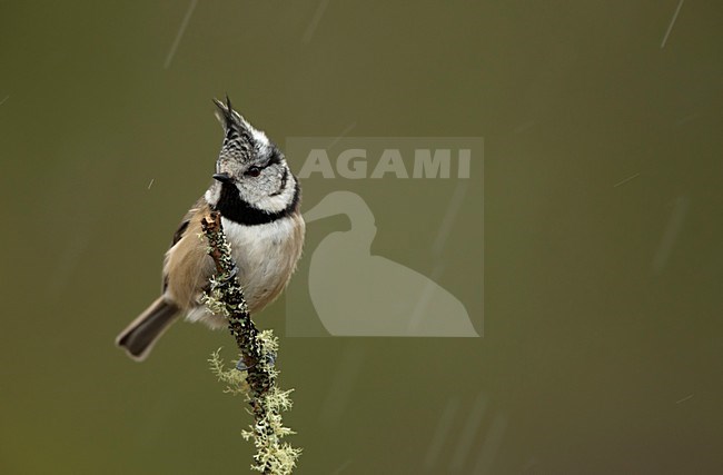 Kuifmees zittend op takje in de regen, European Crested Tit perched on a branch in the rain stock-image by Agami/Danny Green,