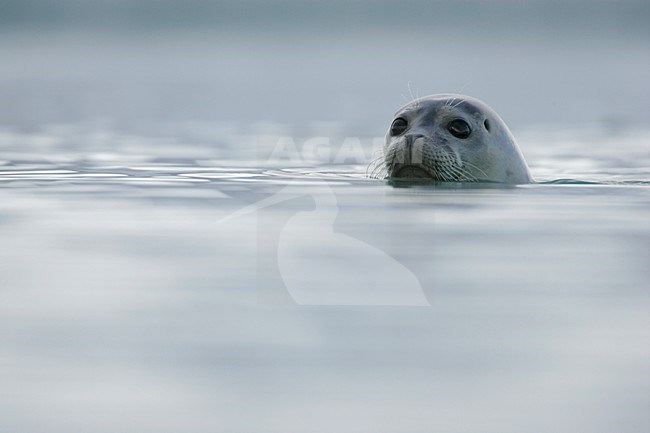 Gewone zeehond met kop zichtbaar; Common Seal with head visible stock-image by Agami/Menno van Duijn,