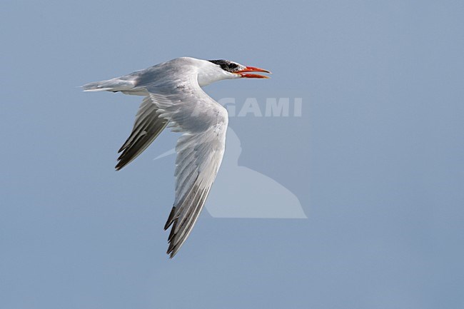 Adulte Reuzenstern in vlucht; Adult Caspian Tern in flight stock-image by Agami/Daniele Occhiato,