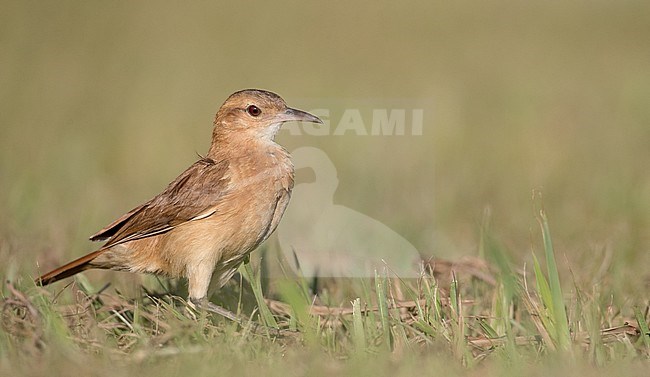 Rufous Hornero (Furnarius rufus) walking in a meadow near Intervales in Brazil stock-image by Agami/Ian Davies,