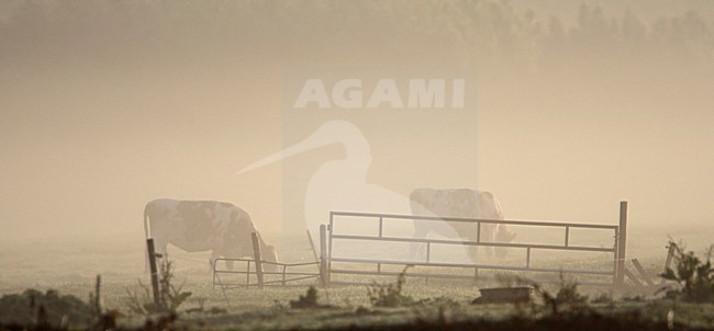 Koeien in ochtend mist Nederland, Cows in morning mist Netherlands stock-image by Agami/Wil Leurs,