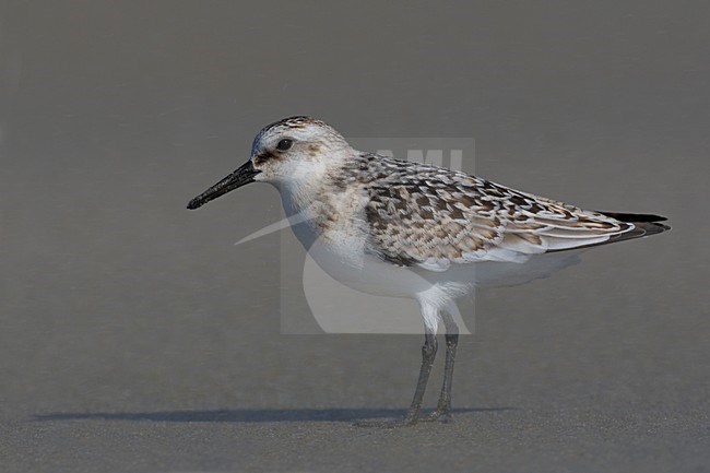 Juvenile Drieteenstrandloper op het strand; Juvenile Sanderling on the beach stock-image by Agami/Daniele Occhiato,