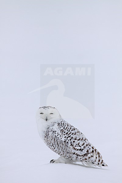 Sneeuwuil zittend op besneeuwde grond; Snowy Owl perched ground with snow stock-image by Agami/Chris van Rijswijk,