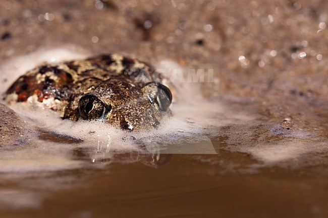 Knoflookpad in water, Common Spadefoot in water stock-image by Agami/Theo Douma,