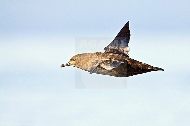 Sooty Shearwater (Puffinus griseus) flying off the coast of Victoria, BC, Canada. stock-image by Agami/Glenn Bartley,