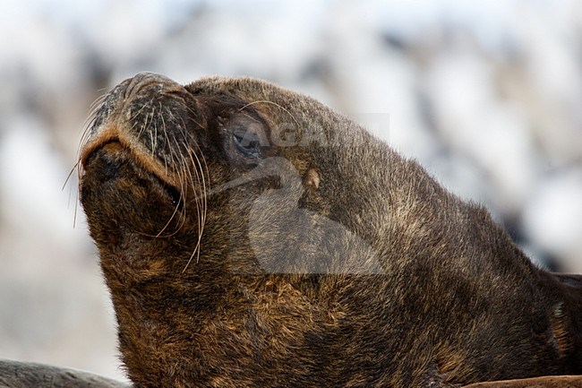 Manenrob, South-American sea lion stock-image by Agami/Menno van Duijn,