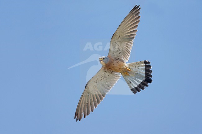 Mannetje Kleine torenvalk in vlucht, Lesser Kestrel male in flight stock-image by Agami/Daniele Occhiato,