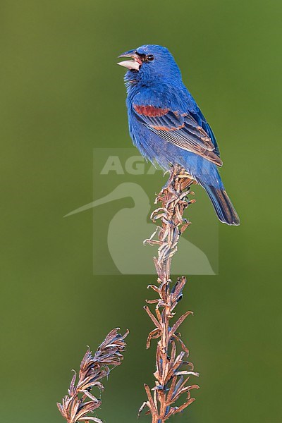 Blue Grosbeak (Passerina caerulea) Perched on a branch in USA stock-image by Agami/Dubi Shapiro,