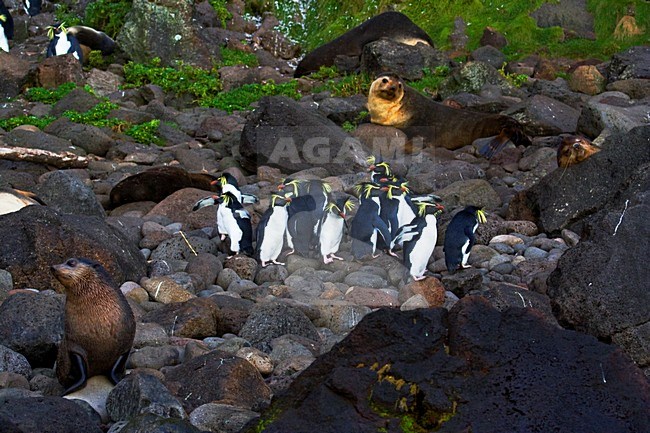 Noordelijke Rotsspringer, Northern Rockhopper Penguin, Eudyptes moseleyi stock-image by Agami/Marc Guyt,