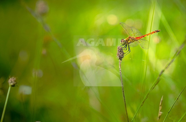 Kempense heidelibel, Spotted Darter, Sympetrum depressiusculum stock-image by Agami/Wil Leurs,