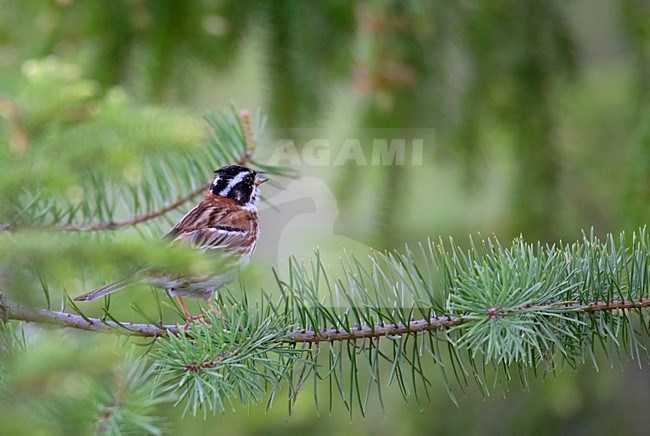 Volwassen mannetje Bosgors in zomerkleed; Adult male Rustic Bunting in breeding plumage stock-image by Agami/Markus Varesvuo,