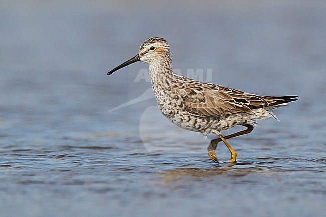 Adult in transition to breeding
Galveston Co., TX
April 2011 stock-image by Agami/Brian E Small,