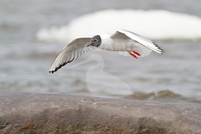 Bonaparte's Gull (Larus philadelphia) flying in Churchill, Manitoba, Canada. stock-image by Agami/Glenn Bartley,