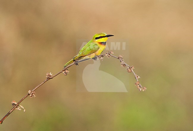 Dwergbijeneter zittend op een tak; Little Bee-eater perched on a branch at Kotu Creek, Gambia stock-image by Agami/Marc Guyt,