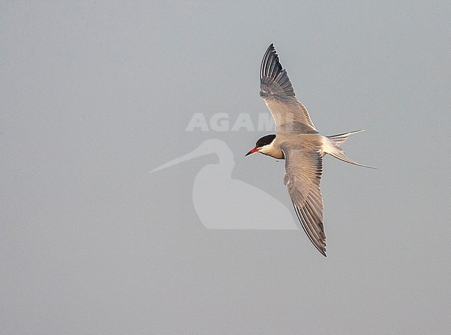 Adult Common Tern (Sterna hirundo) on Wadden island Texel in the Netherlands. In flight, seen from the side, showing upper wings. stock-image by Agami/Marc Guyt,