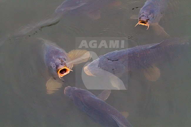 Common Carp (Cyprinus carpio) taking a breath of air in the Oostvaardersplassen, Netherlands stock-image by Agami/Menno van Duijn,