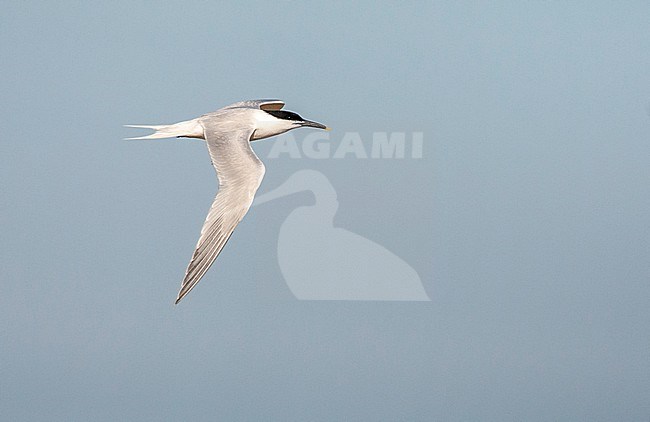 Adult Sandwich Tern (Thalasseus sandvicensis) flying over Wadden island Texel in the Netherlands. stock-image by Agami/Marc Guyt,