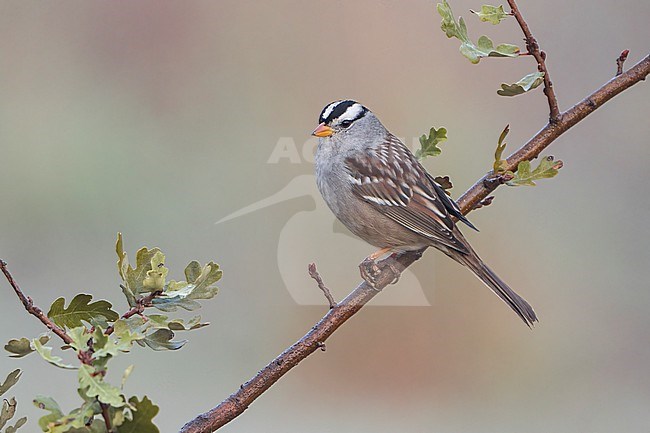 Adult
Santa Barbara Co., CA
November 2021 stock-image by Agami/Brian E Small,