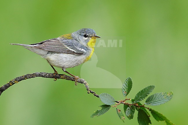 Adult female
Galveston Co., TX
April 2017 stock-image by Agami/Brian E Small,