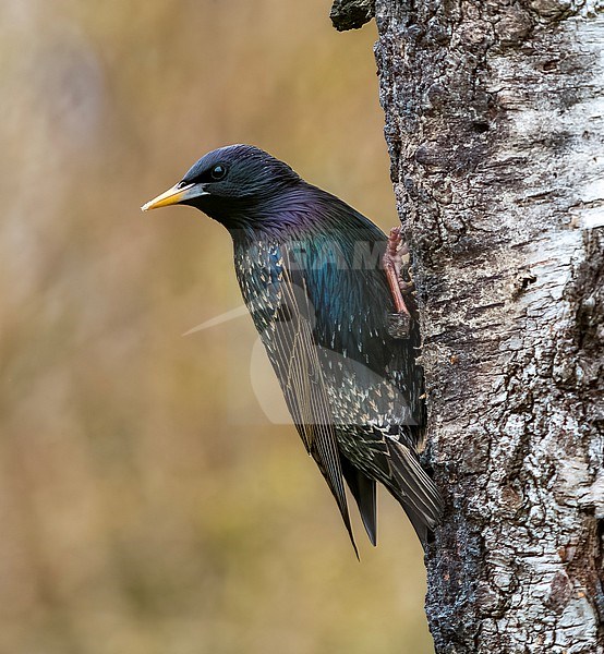 Common Starling (Sturnus vulgaris) adult spring perched at a tree stock-image by Agami/Roy de Haas,
