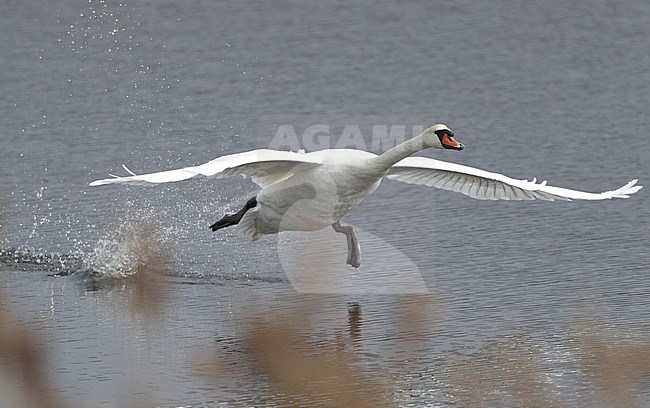 Mute Swan, Cygnus olor, at Hillerød, Denmark stock-image by Agami/Helge Sorensen,