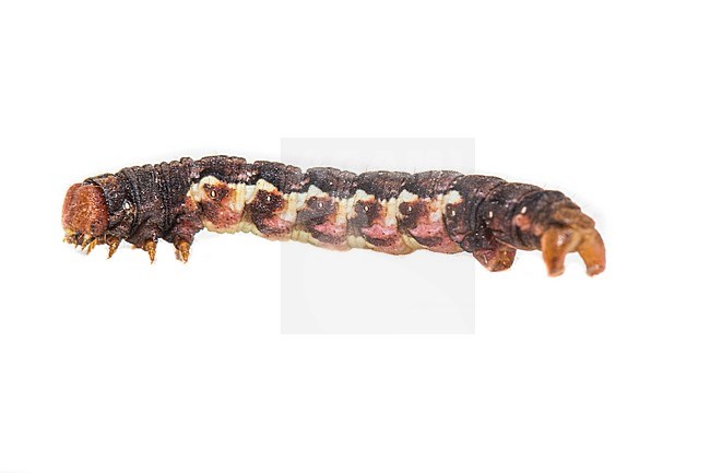 A caterpillar of the Mottled Umber stock-image by Agami/Wil Leurs,