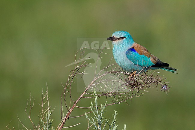 European Roller - Blauracke - Coracias garrulus ssp. semenowi, Kazakhstan, adult stock-image by Agami/Ralph Martin,