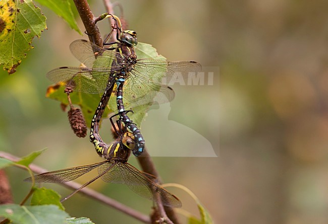 Copula imago Venglazenmaker; Mating wheel Adult Common Hawker; Mating wheel Moorland Hawker stock-image by Agami/Fazal Sardar,