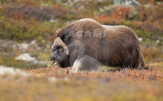 Muskox (Ovibos moschatus) in the Dovrefjell in Norway. An Arctic hoofed mammal of the family Bovidae introduced in parts of Scandinavia. stock-image by Agami/Alain Ghignone,