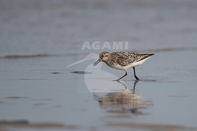 Adult Sanderling (Calidris alba) at the beach at Blåvandshuk, Denmark stock-image by Agami/Helge Sorensen,