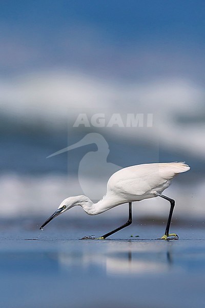 Little Egret (Egretta garzetta), standing on the shore, Eboli, Campania, Italy stock-image by Agami/Saverio Gatto,