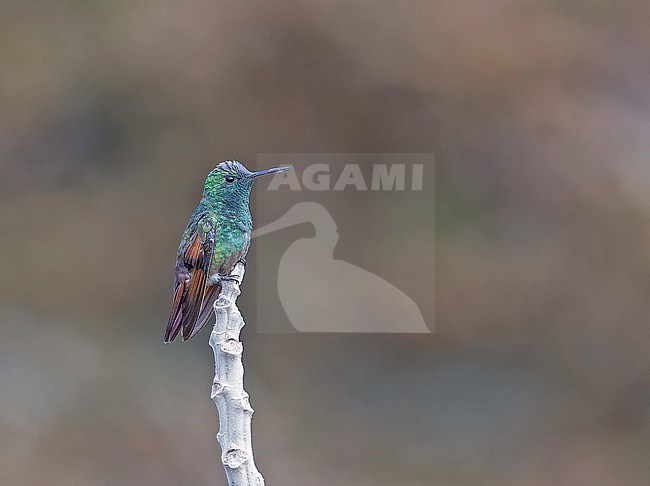 Berylline Hummingbird, Saucerottia beryllina, in Western Mexico. stock-image by Agami/Pete Morris,