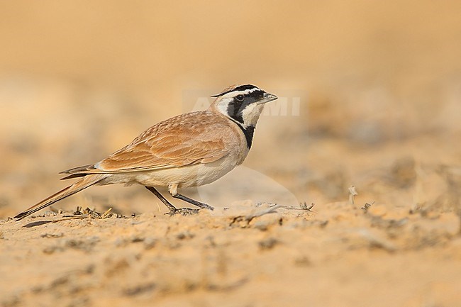 Temminck's Lark in southern Negev desert of Israel during spring migration. stock-image by Agami/Dubi Shapiro,