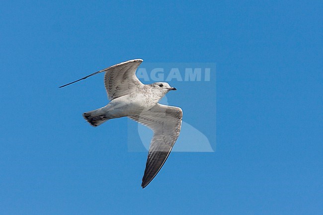 Common Gull - Sturmmöwe - Larus canus ssp. canus, Germany, 1st cy stock-image by Agami/Ralph Martin,