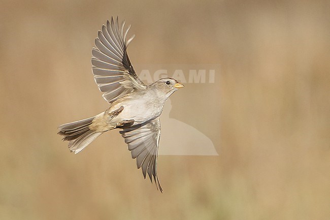 Immature
Santa Barbara Co., CA
November 2021 stock-image by Agami/Brian E Small,