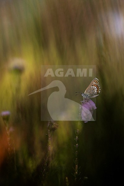 Heideblauwtje, Silver-studded Blue, Plebejus aragus stock-image by Agami/Wil Leurs,