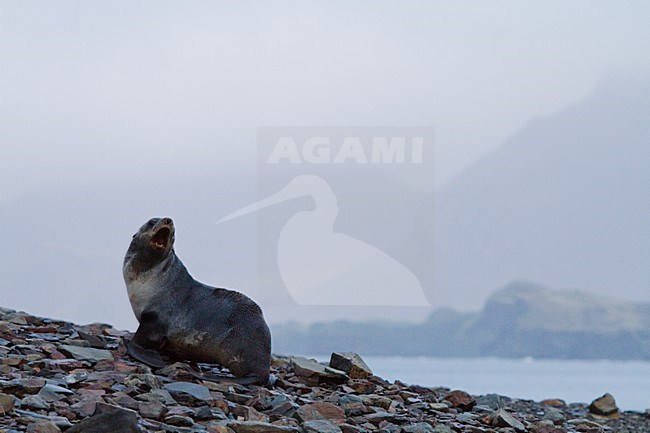 Kerguelenzeebeer langs de kust van South Georgia, Antarctic Fur Seal along the coast of South Georgia stock-image by Agami/Menno van Duijn,