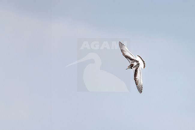 Juvenile little gull stock-image by Agami/Chris van Rijswijk,