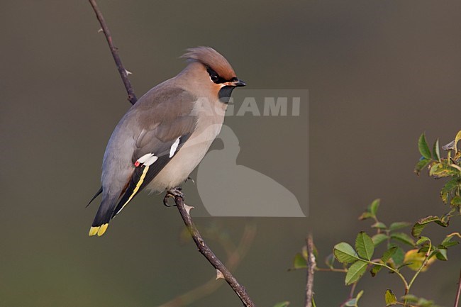 Pestvogel zittend op een tak; Bohemian Waxwing perched on a branch stock-image by Agami/Arie Ouwerkerk,
