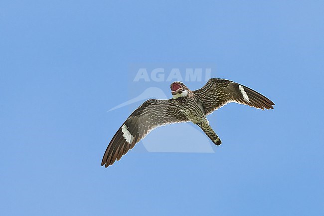 Adult male
Galveston Co., TX
April 2023 stock-image by Agami/Brian E Small,